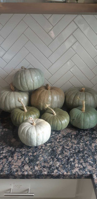 Jarrahdale Pumpkin Seeds - Medium Sized Blue Pumpkins