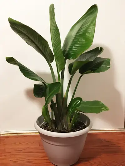 Very Healthy Attractive well rooted Bird of Paradise plant, View more