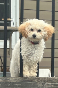 Toy Poodle Puppy - 6 months old