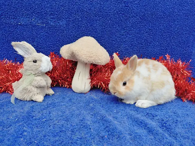 Bébés lapins nains béliers hollandais * baby Holland lop bunnies in Small Animals for Rehoming in City of Montréal - Image 8