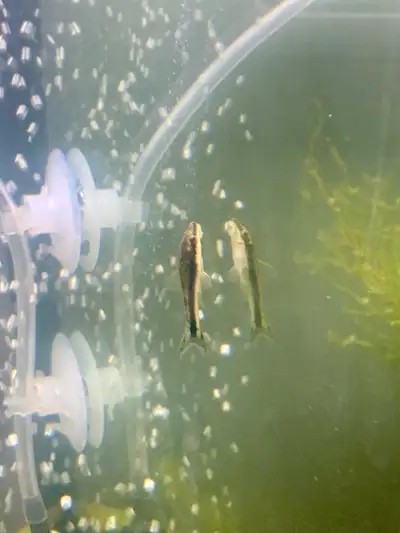 Otocinclus Catfish, View more