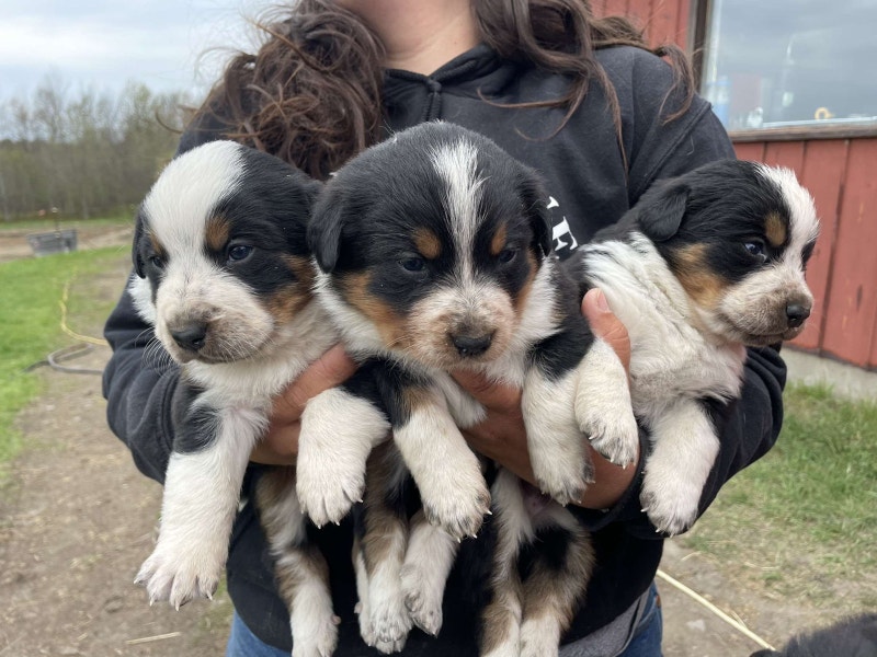 Heeler mix Bernese Dogs & Puppies for Rehoming North Bay Kijiji