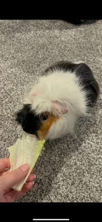 2 MALE BONDED GUINEA PIGS/CAGE/ACCESSORIES