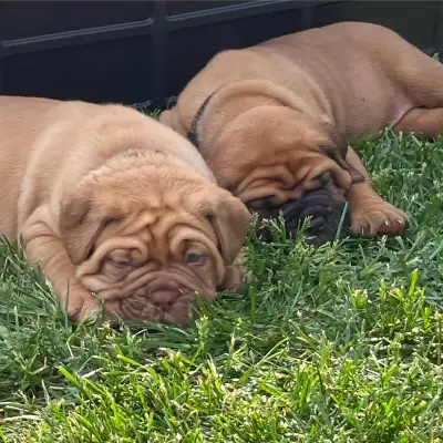 3/4 Dogue de Bordeax and 1/4 Bullmstiff Dad is purebred Dogue de Bordeaux Mom is 1/2 Dogue de Bordea...