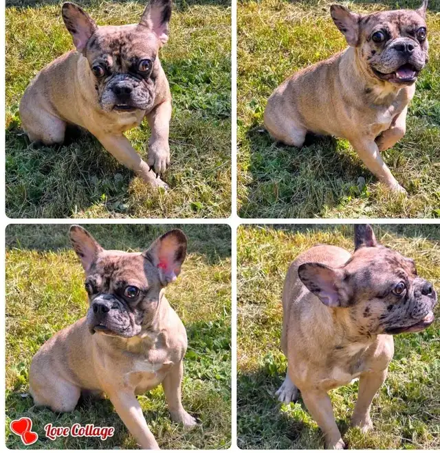 BOULEDOGUE FRANCAIS MALES 4  FERTILE DE QUALITER in Dogs & Puppies for Rehoming in City of Montréal - Image 4
