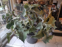 Succulents Kalanchoe plant