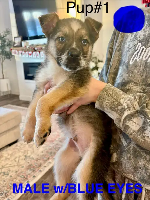 *** UPDATED only 7 Left *** ***PLEASE READ THE WHOLE AD FOR ALL INFORMATION*** These adorable King S...