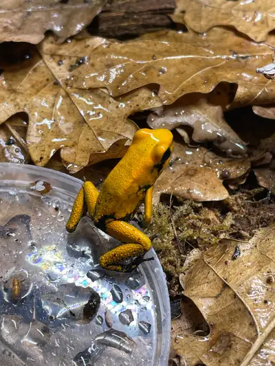 I have beautiful Orange Blackfoot Terribilis sub adults available for sale! These stunning frogs fea...