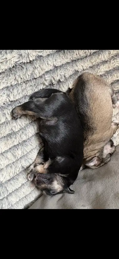 schnauzers , View more