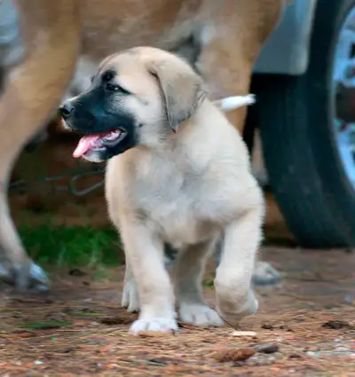 ❤️ Pyrenean-Mastiff Puppies Ready to go ❤️, View more