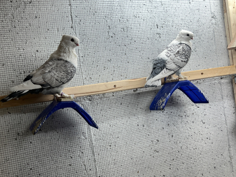 Pigeons for sale | Birds for Rehoming | Kitchener / Waterloo | Kijiji