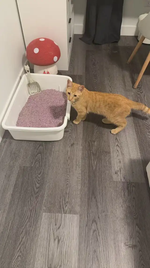 Found Cat501753165896765441