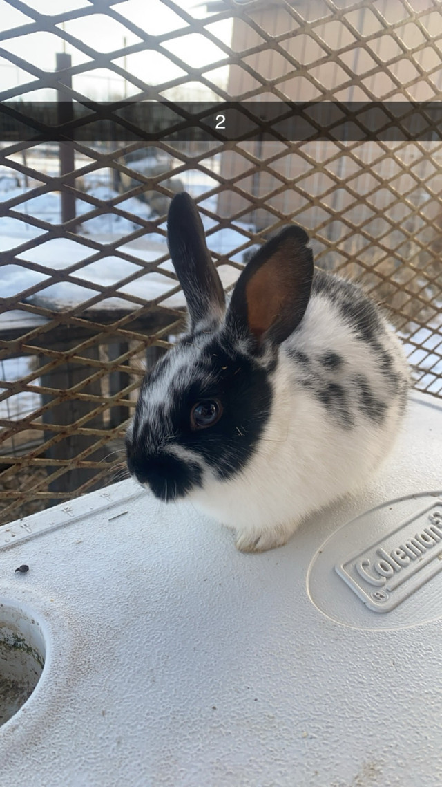 1 male bunny SOLD in Small Animals for Rehoming in Edmonton - Image 2