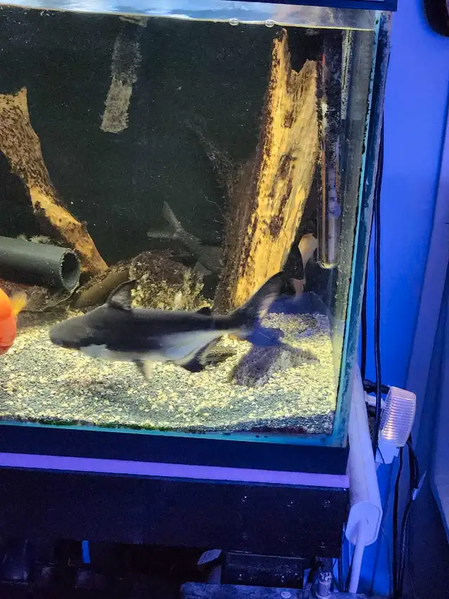 Two nice Paroon Sharks in Fish for Rehoming in Mississauga / Peel Region - Image 4