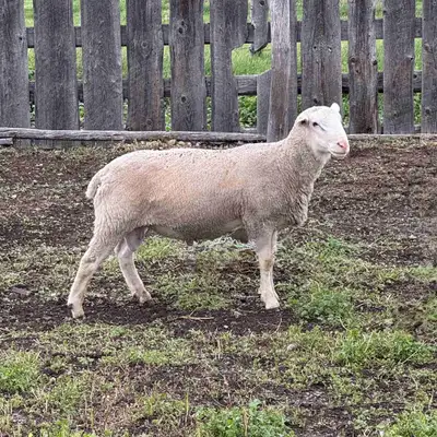 2 Year Old Dorset Ram for Sale , View more
