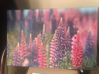 Photograph of PEI lupins