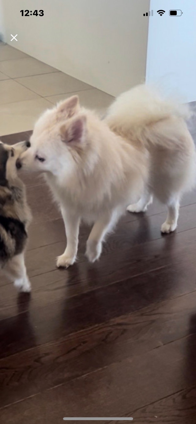 F1 b POMSKYs (13 Month adult Pups and full grown) Dogs