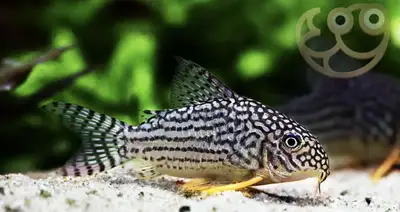 Cory cats , View more