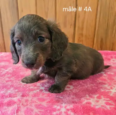 chiots teckel miniature dachshund, View more