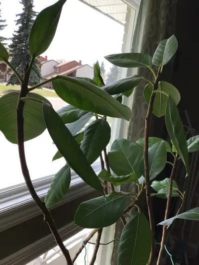 Healthy house plant ., View more
