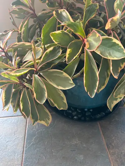 Beautiful healthy Peperomia plant in pot w saucer, View more