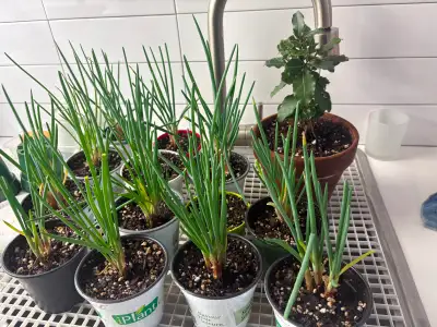 Échalotes de St-Anne une espèce originaire d'Éthiopie ( bulbes ), View more