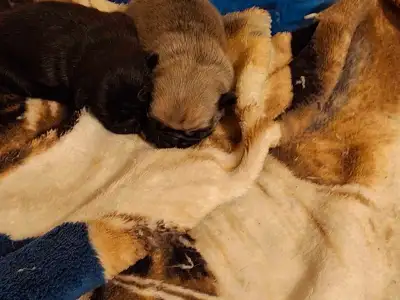 Adorable Pug Puppies, View more