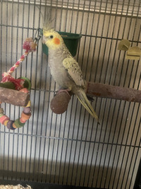 Cute female cockatiel delivery available 