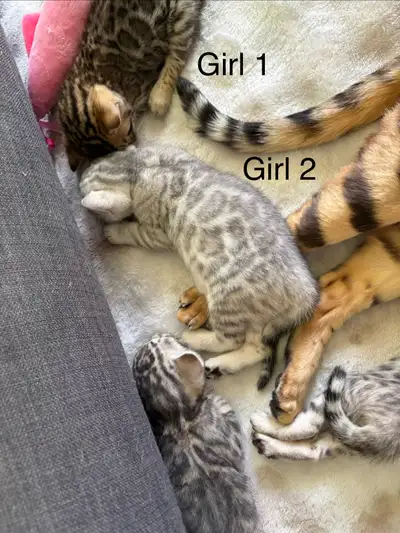 Purebred Bengal Kittens, View more