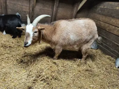 goat wether, View more