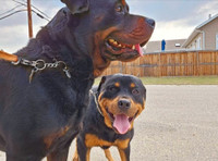 Ready to Go! - Beefy Rottweiler Puppies!