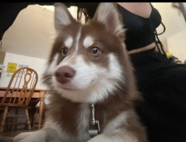 Pomsky puppy rehoming in Dogs & Puppies for Rehoming in City of Toronto - Image 8