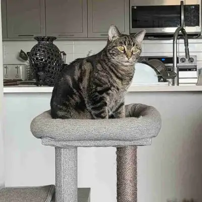 Sweet & Cuddly Tabby Looking for a Loving Home, View more