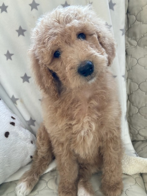 Sweet Standard Poodle  Puppies in Dogs & Puppies for Rehoming in Calgary - Image 3