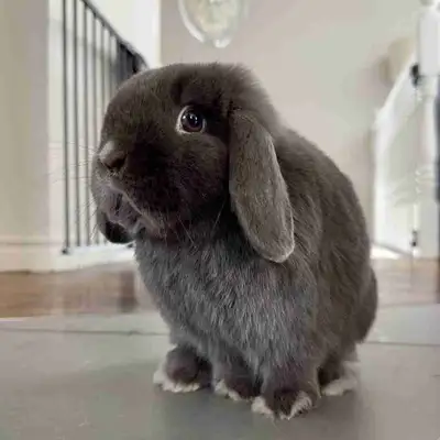 10 month old holland lop. He would come with everything needed, including hay, food, toys, a hut, tu...