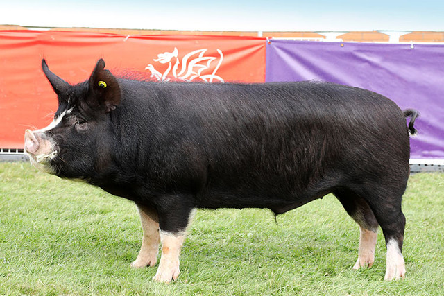 Two Adult Berkshire Boars. in Livestock in Yarmouth