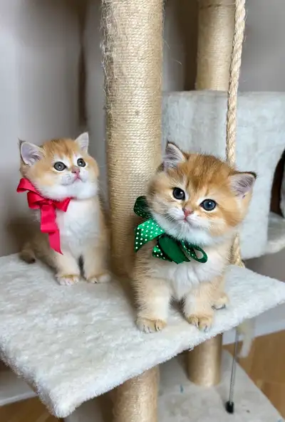 British Golden Chichilla shorthair kitten. 1 adorable and playful female is available. Brossard, nea...