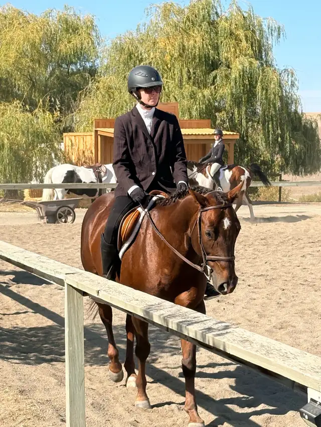 All Around QH Mare | Horses & Ponies for Rehoming | Kamloops | Free ...