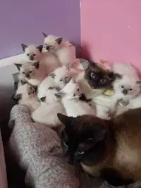 Siamese kittens ready for homes