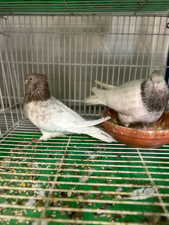 Pigeons  in Birds for Rehoming in Hamilton - Image 3