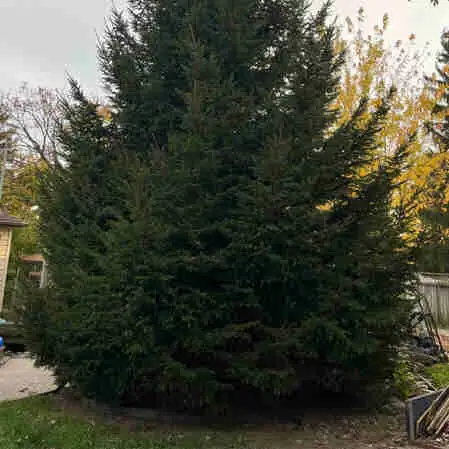 45 “ ft Christmas tree