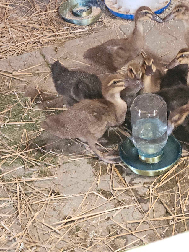 Rouen ducklings for sale. $15 each in Livestock in Leamington - Image 2