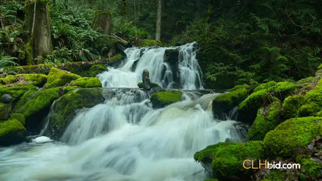 73.67 Acre Olive Farm For Sale - Salt Spring Island, BC - CLHbid in Land for Sale in Cowichan Valley / Duncan - Image 4