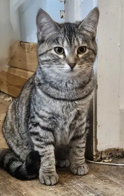 manx  cross, View more