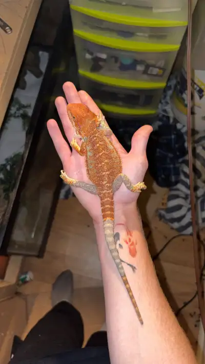 Monter red x Blue bars, View more