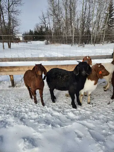 Commercial boer buck, View more