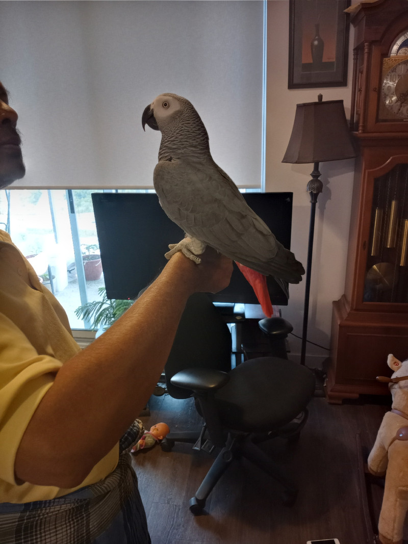 African grey parrot bird | Birds for Rehoming | City of Toronto | Kijiji