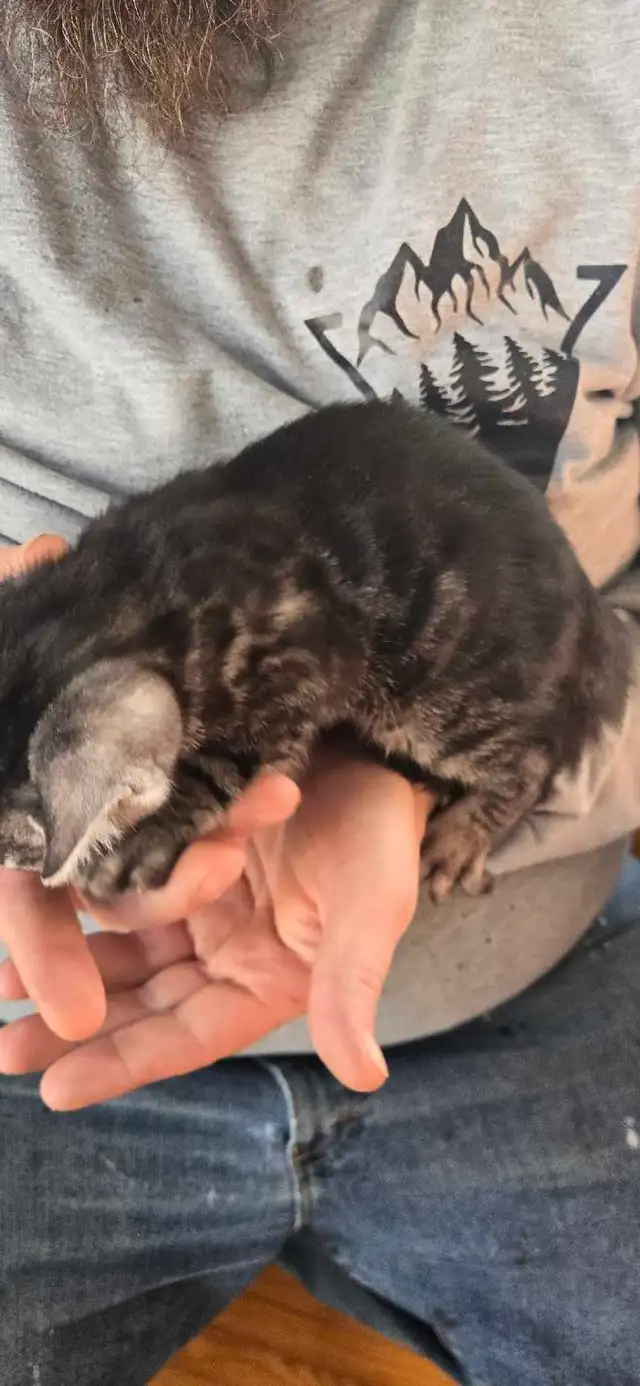 4 beautiful Bengal kittenss in Cats & Kittens for Rehoming in Renfrew - Image 5