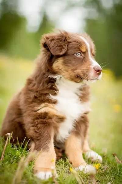 Purebred Australian Shepard Puppies, View more
