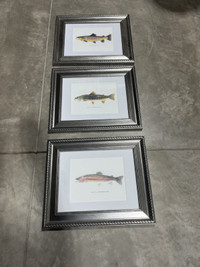 Framed Trout Pictures